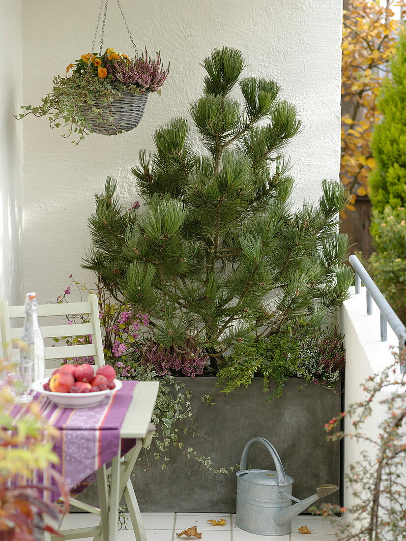 Pinus banksiana 'Arctic' (Banks pine), Calluna (broom heather)