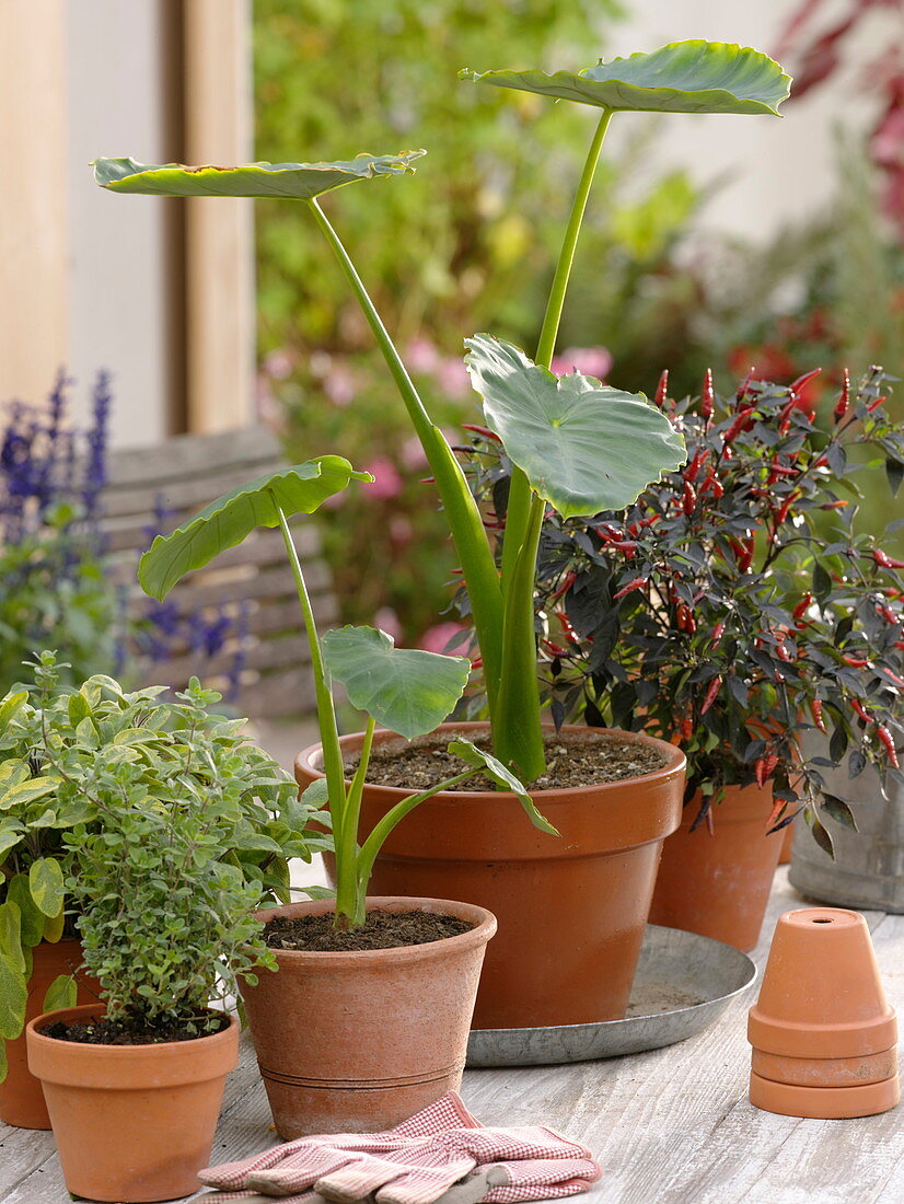 Planting giant taro bulb (2/2)