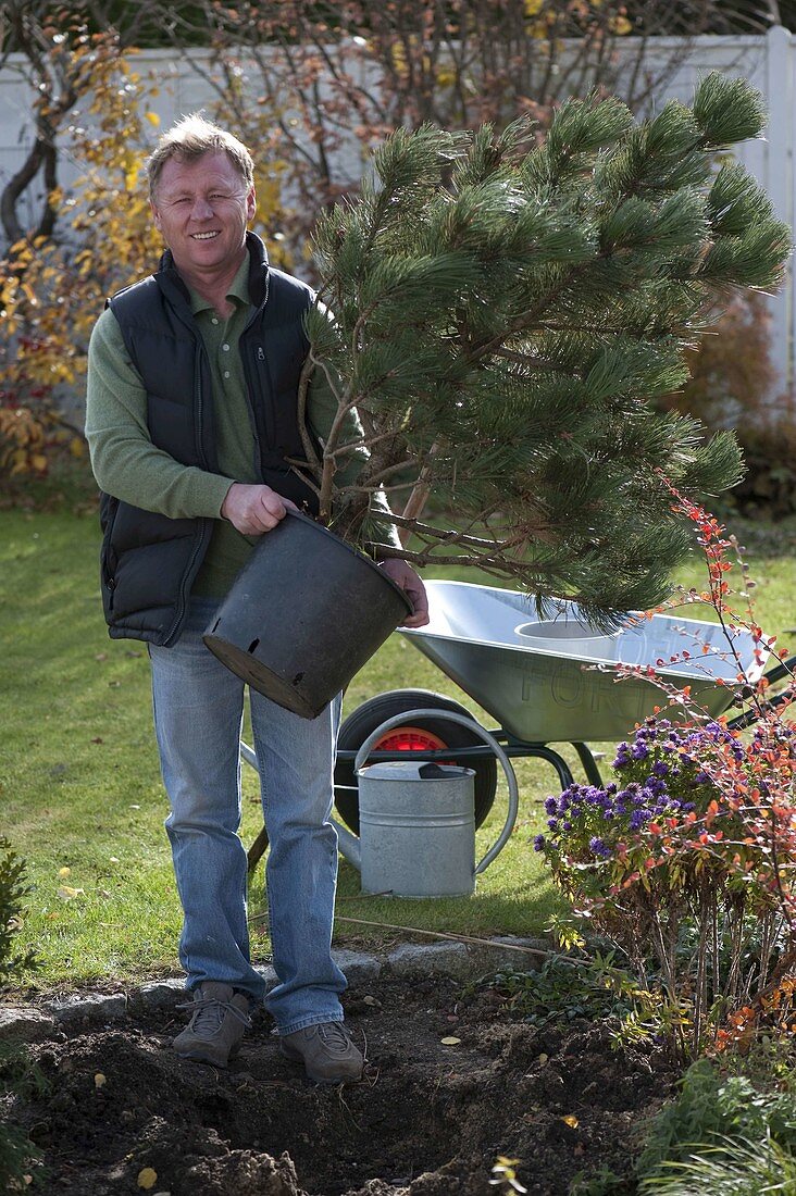 Mann mit Pinus banksiana 'Arktis' (Banks-Kiefer) im Topf