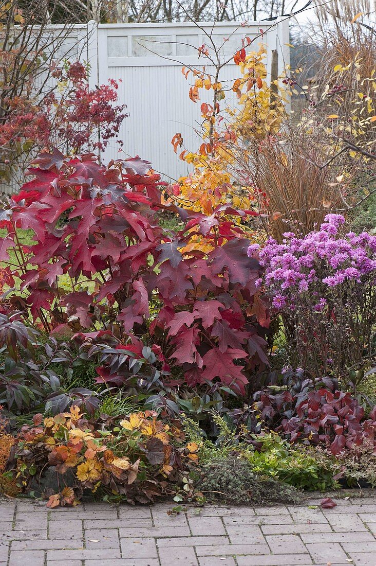 Hydrangea quercifolia (Oakleaf hydrangea), Leucothoe walteri