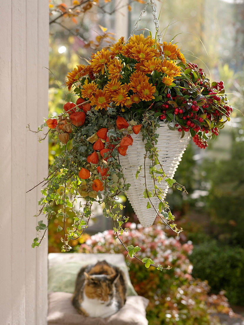 Baskets planted with Chrysanthemum (Autumn Chrysanthemum), Gaultheria