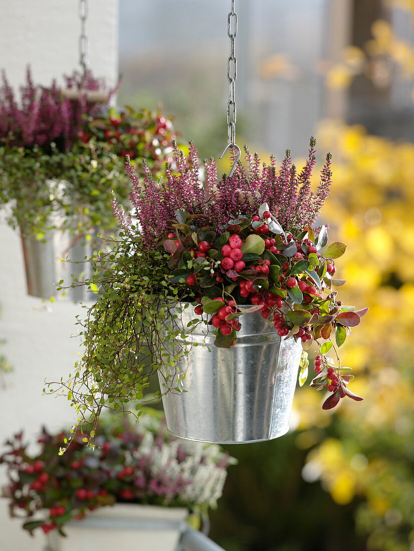 Autumnal balcony with Gaultheria, Calluna Twin Girls