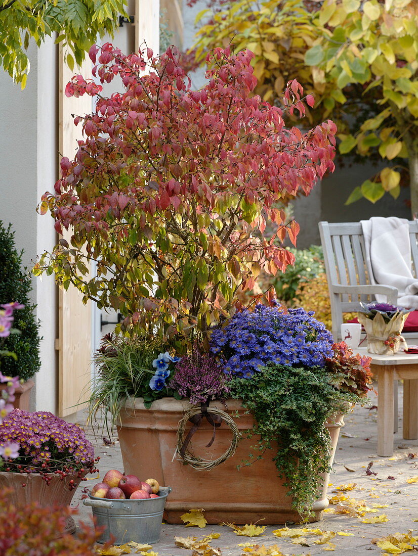 Corking spindle shrub through the seasons