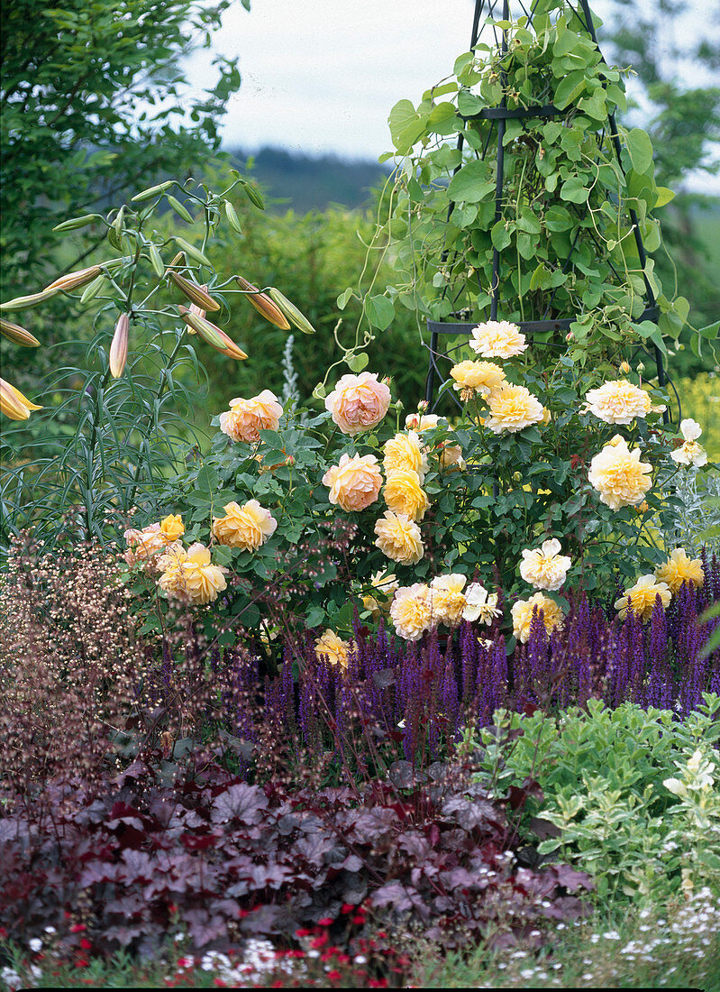 Rosa 'Molineux', 'Sweet Juliet'