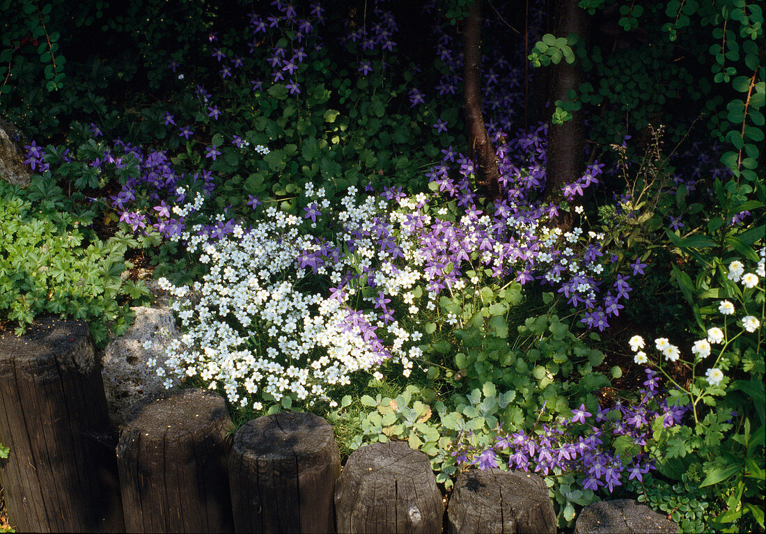 Flowering perennials under shrubs