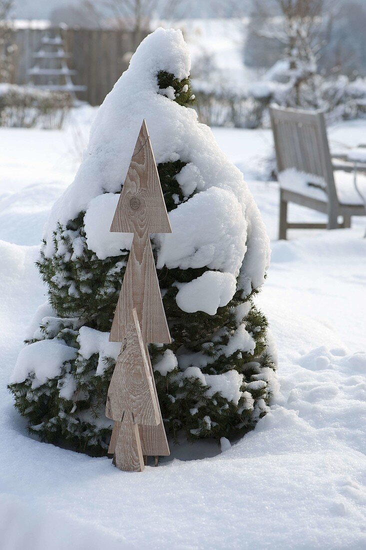 Snow-covered Picea glauca 'Conica' (Canadian spruce)