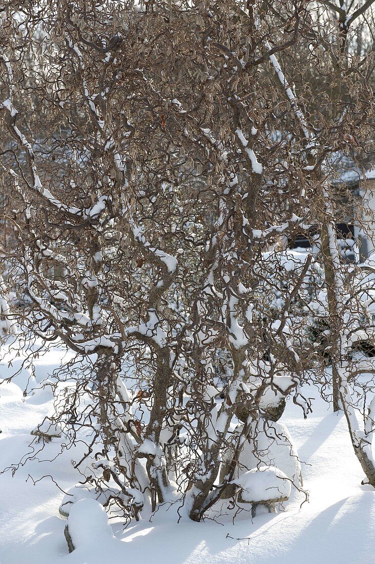 Corylus avellana 'Contorta' (corkscrew hazel) in a snowy garden