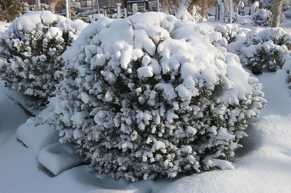 Snowy Buxus (Boxwood)