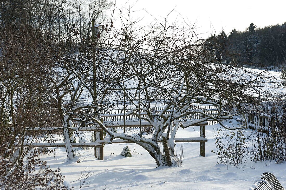 Snowy garden with shrubs