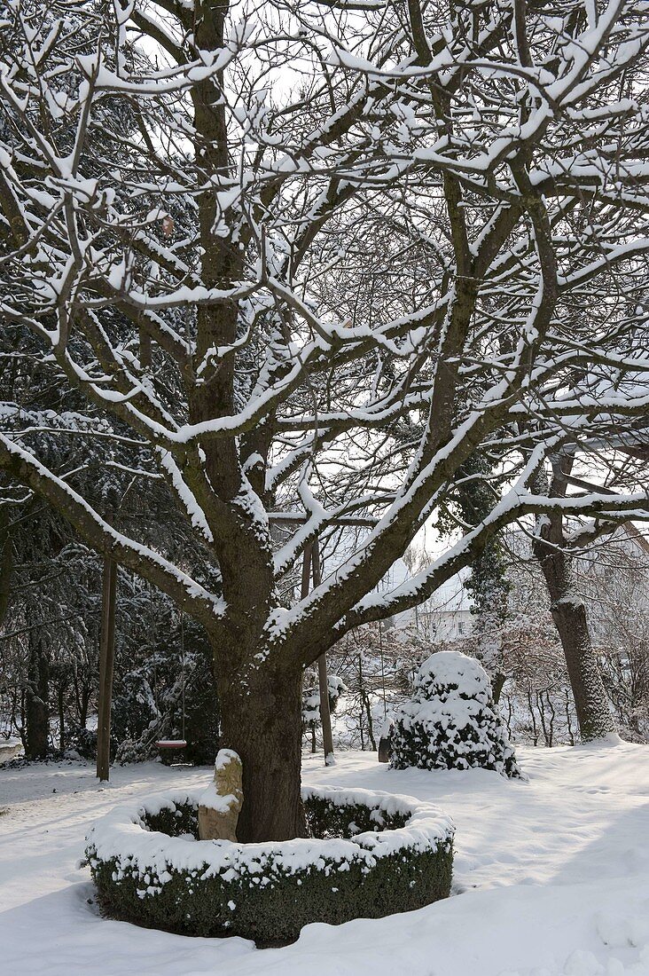 Verschneiter Baum in runder Hecke aus Buxus (Buchs)