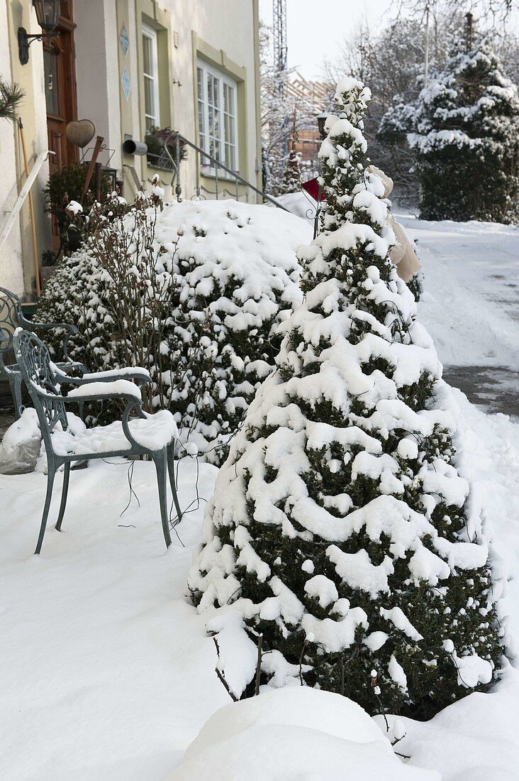 Buxus, ball and cone, beside house entrance, chair