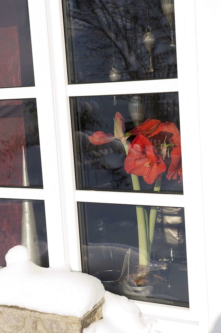 Blick von außen durchs Fenster auf blühende Hippeastrum (Amaryllis)