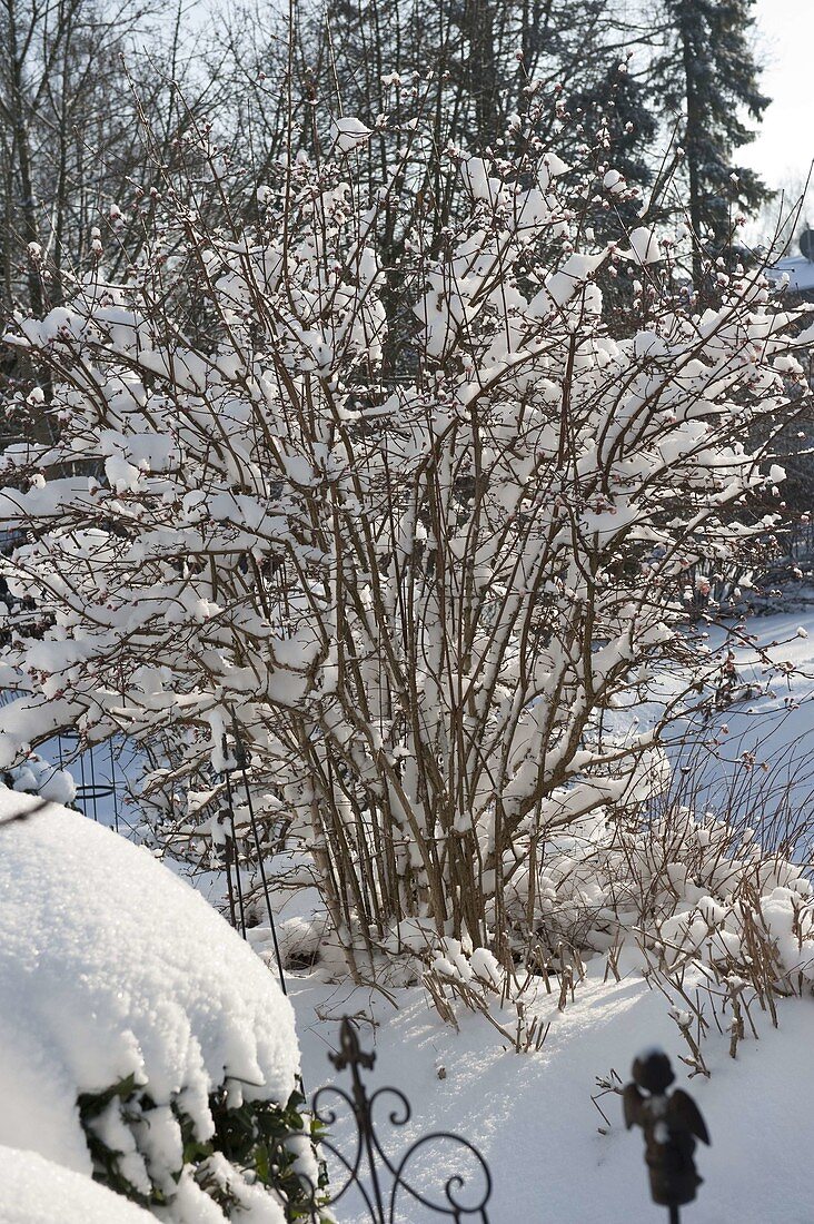 Snowy Viburnum bodnantense (scented snowball) in the garden