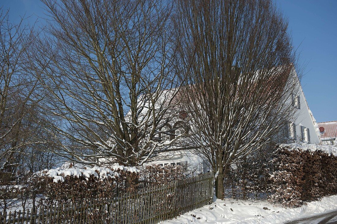 Snowy hedge of Carpinus betulus (hornbeam, hornbeam)