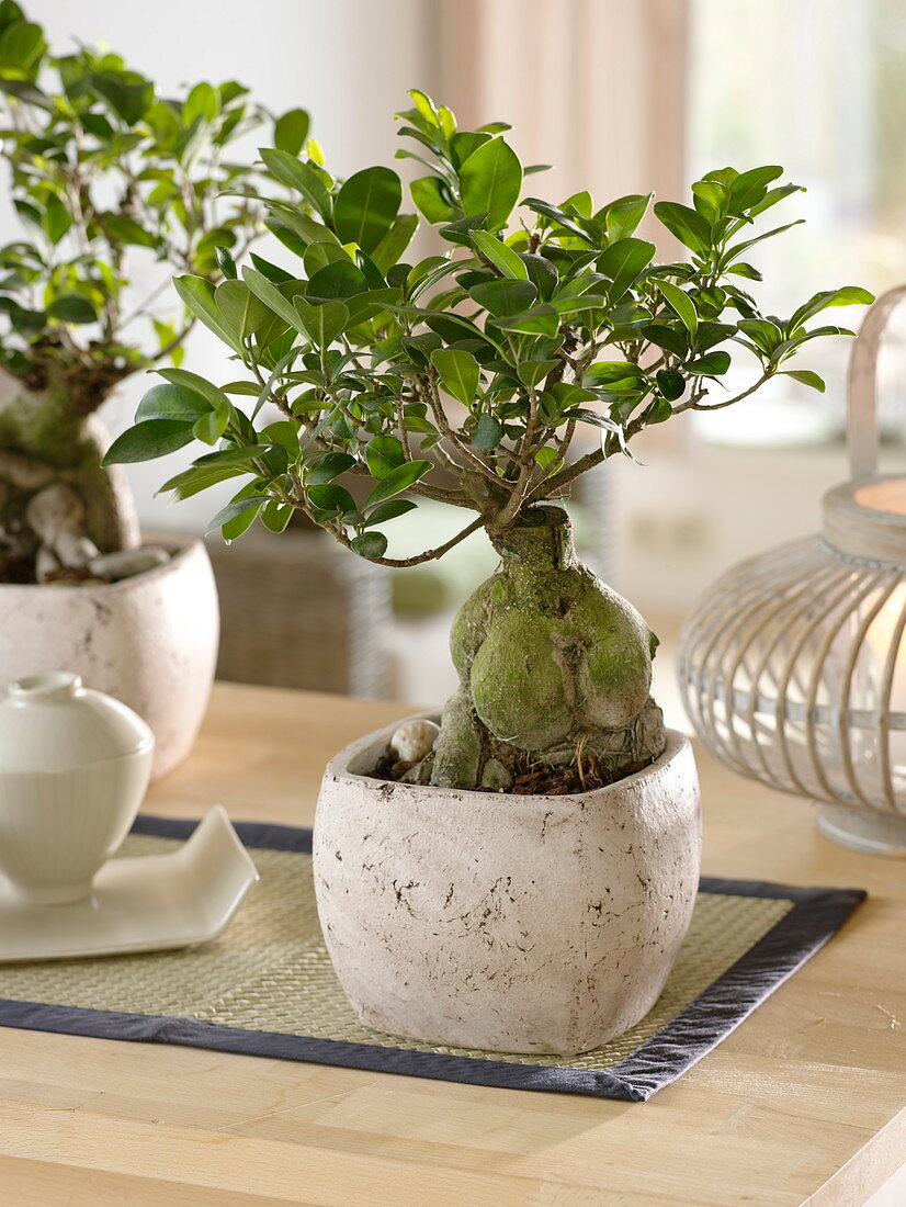 Ficus microcarpa 'Ginseng' (Gummibaum) als Bonsai