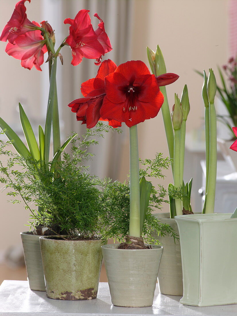 Hippeastrum 'Royal Red' (amaryllis), Asparagus (Zierspargel)