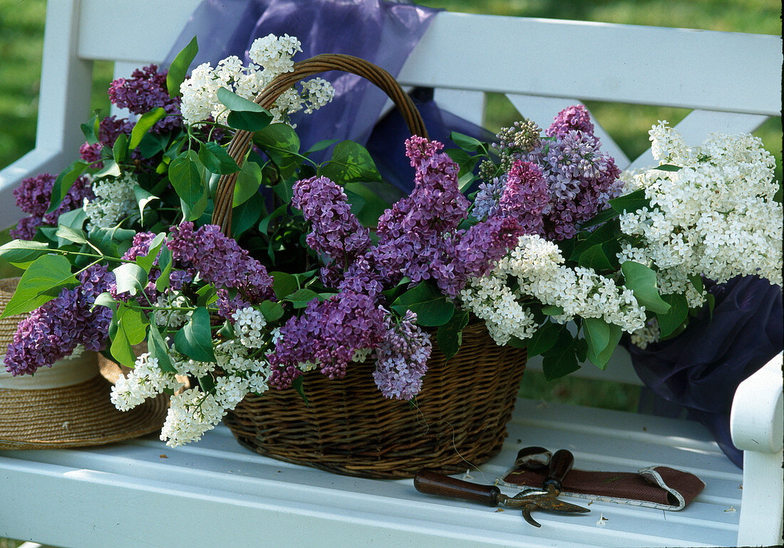 Syringa vulgaris (Lilac)