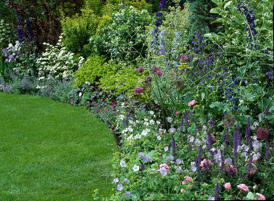 Bed with Rosa, Salvia, Allium, Geranium, Anchusa