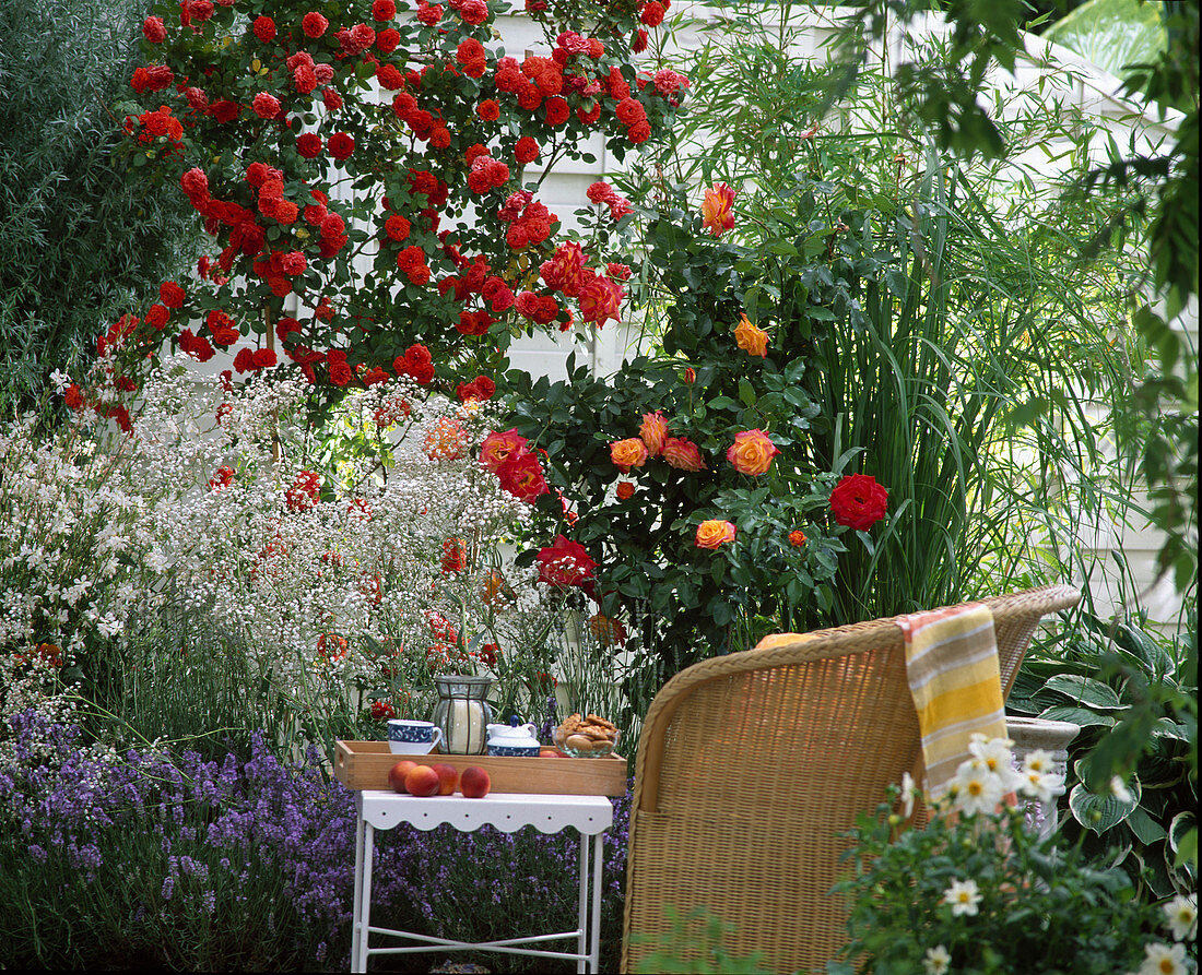 Beet mit Rose 'Orange Meilllandina', Gypsophila (Schleierkraut)