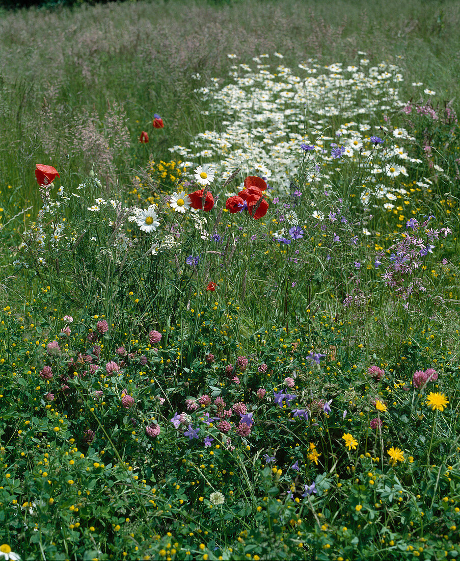 Flower meadow with poppies, daisies.