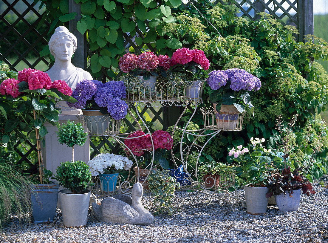 Hydrangea-Hybriden (Hortensien) in allen Farben, Buxus (Buchsdoppelkugel)