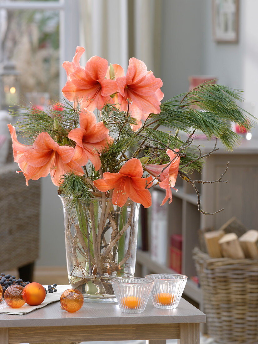 Hippeastrum 'Orange Souvereign' (amaryllis), Pinus (silk pine)