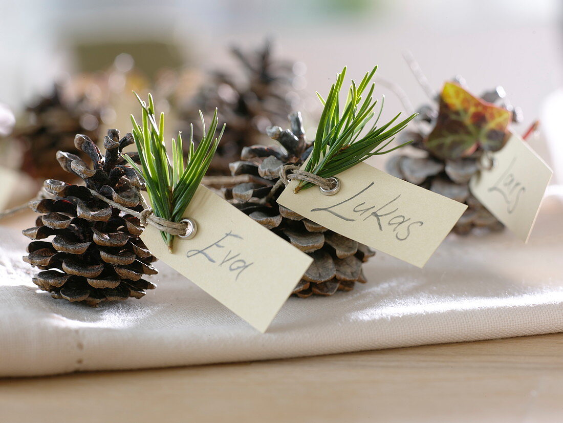 Homemade place cards from cones of Pinus (pine) with Hedera