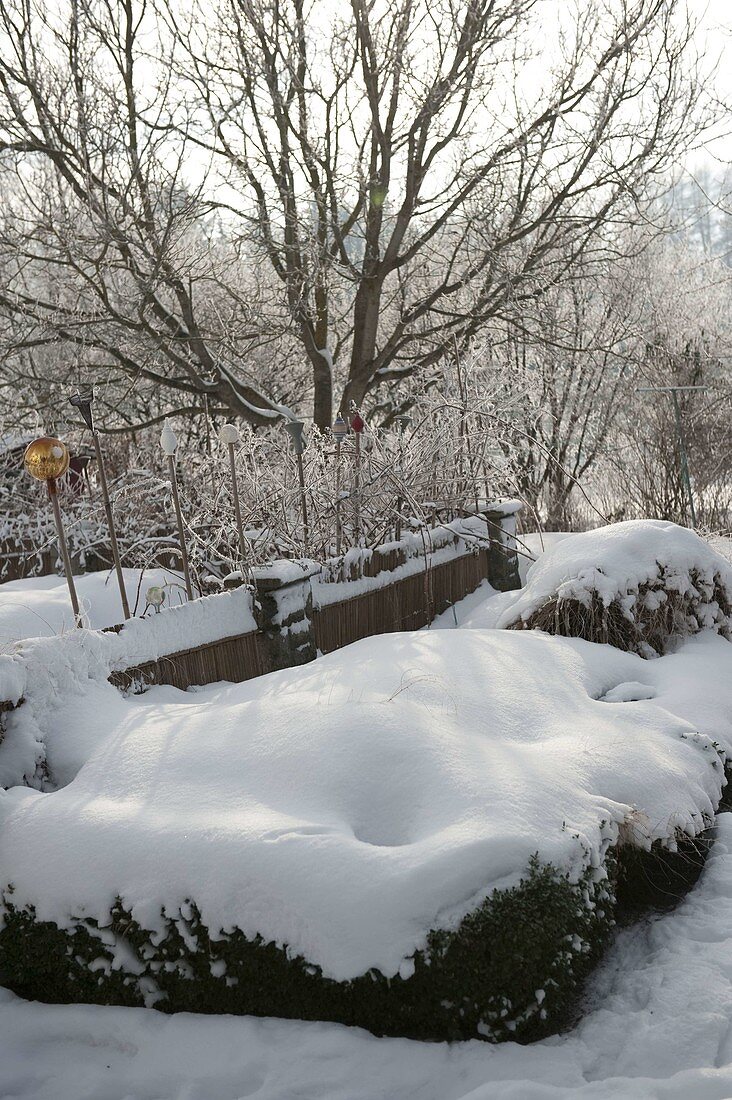 Snowy garden with Buxus (box) and grasses