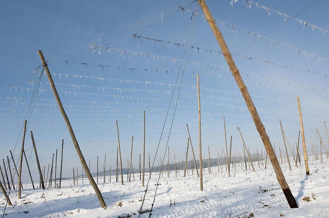 Snowy hop garden in the Hallertau region