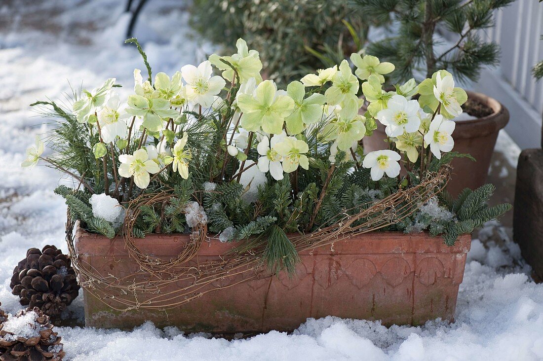 Helleborus niger (Christmas rose) in terracotta box, decorated with twigs