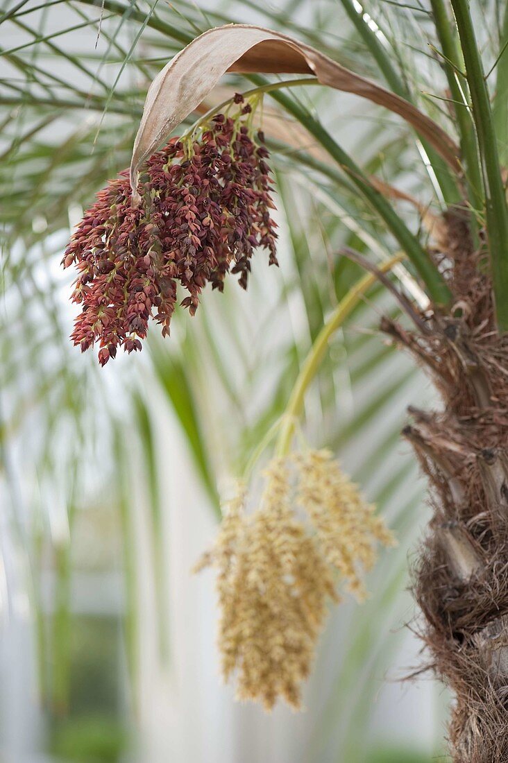 Blossom of Phoenix roebelenii (Dwarf Date Palm)