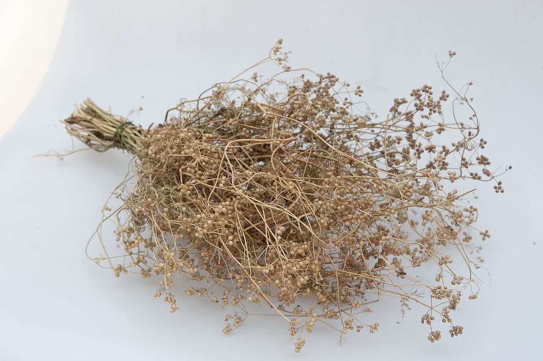 Seed harvest of marjoram (Origanum majorana)