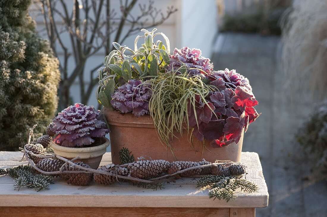 Small tone box with Brassica, Heuchera