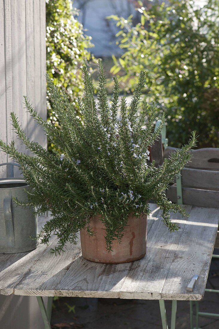 Blühender Rosmarin (Rosmarinus officinalis) in Terrakotta-Kübel