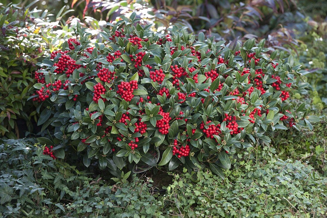 Skimmia japonica 'Olympic Flame' (fruit cimmia) between Hedera (ivy)