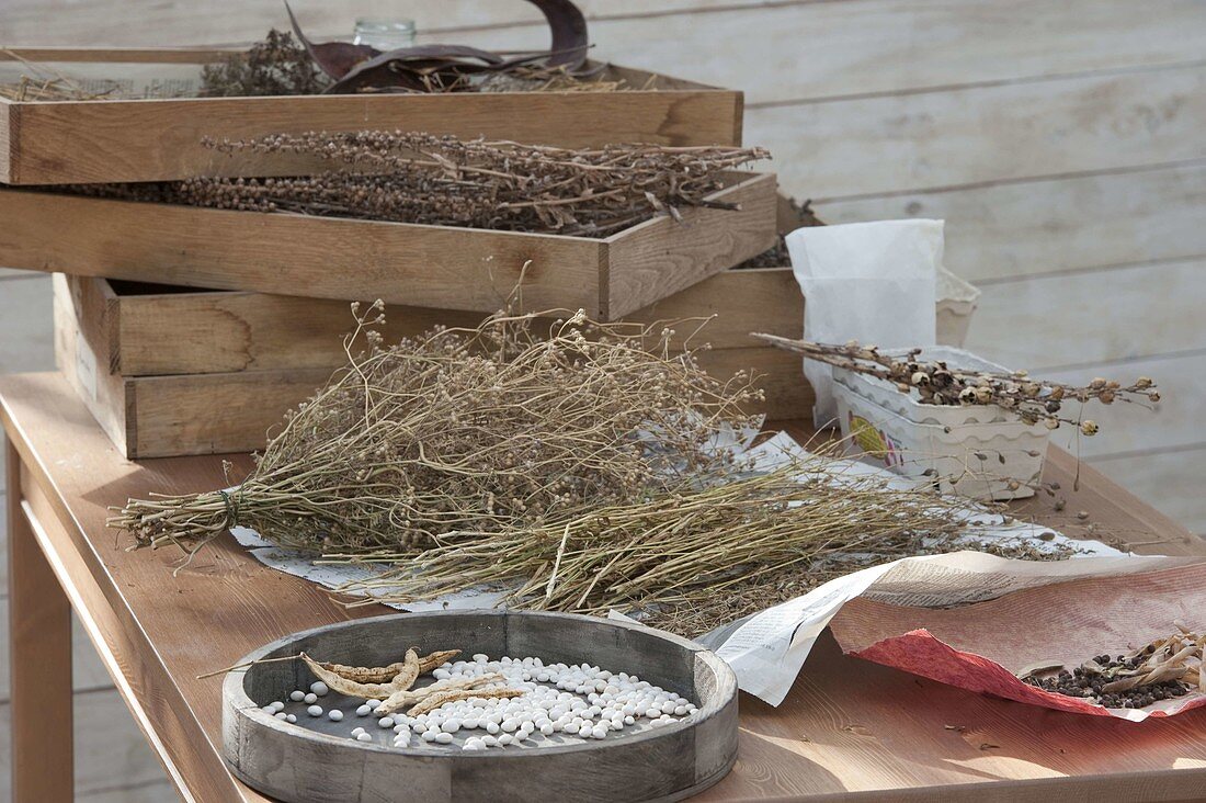 Seed harvest in autumn