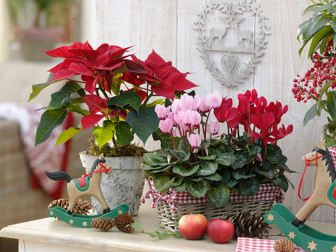 Korb mit Cyclamen (Alpenveilchen), Euphorbia pulcherrima