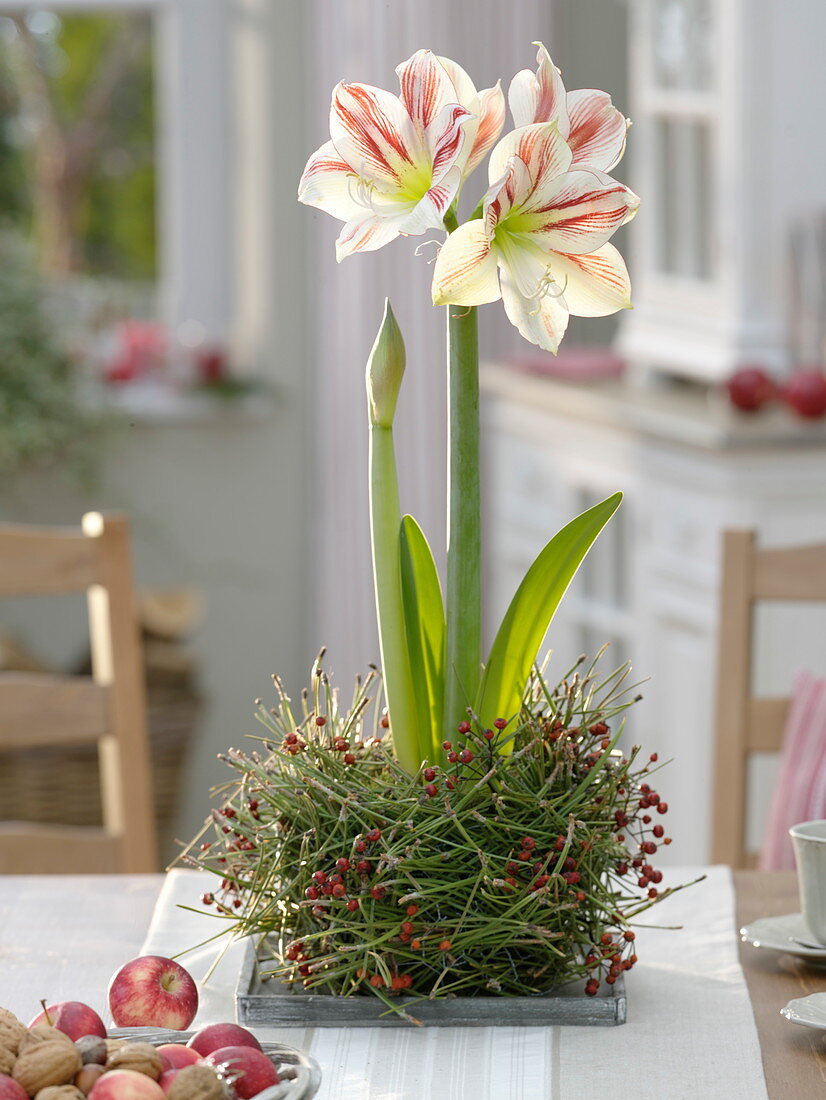 Hippeastrum 'Masai' (amaryllis) in Kugel aus Pinus (kiefernnadeln)