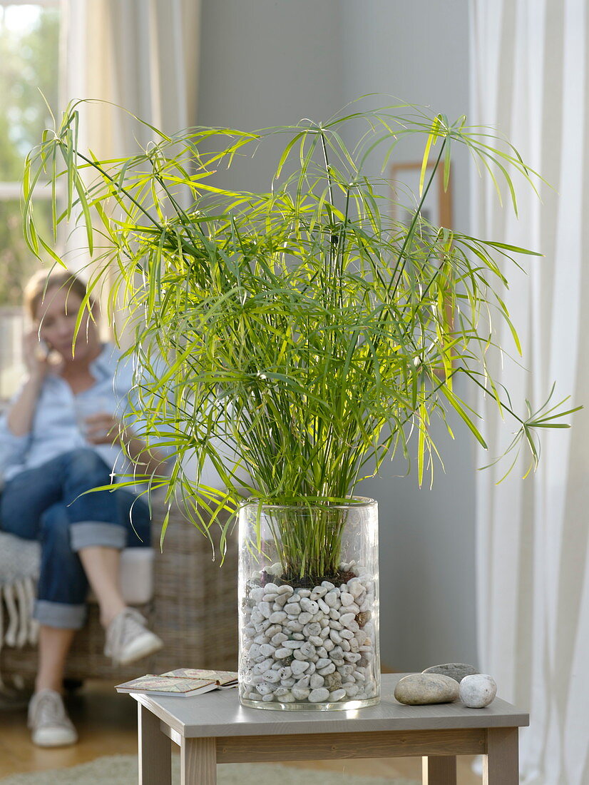 Cyperus alternifolius (Zyperngras) in Glas mit Kieselsteinen