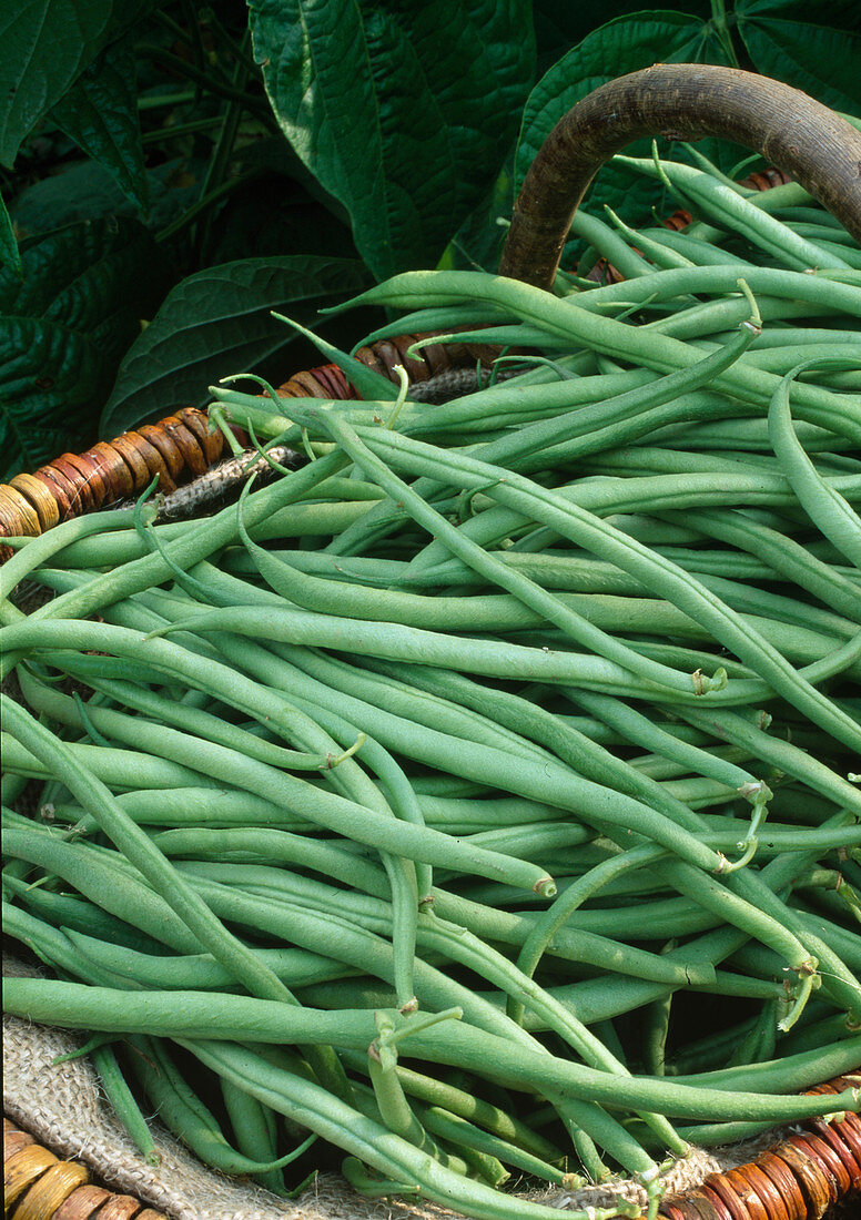 Beans (Phaseolus vulgaris) 'Tarot'