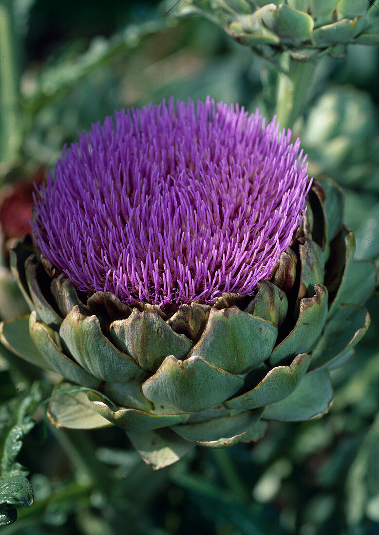 Artichoke flower