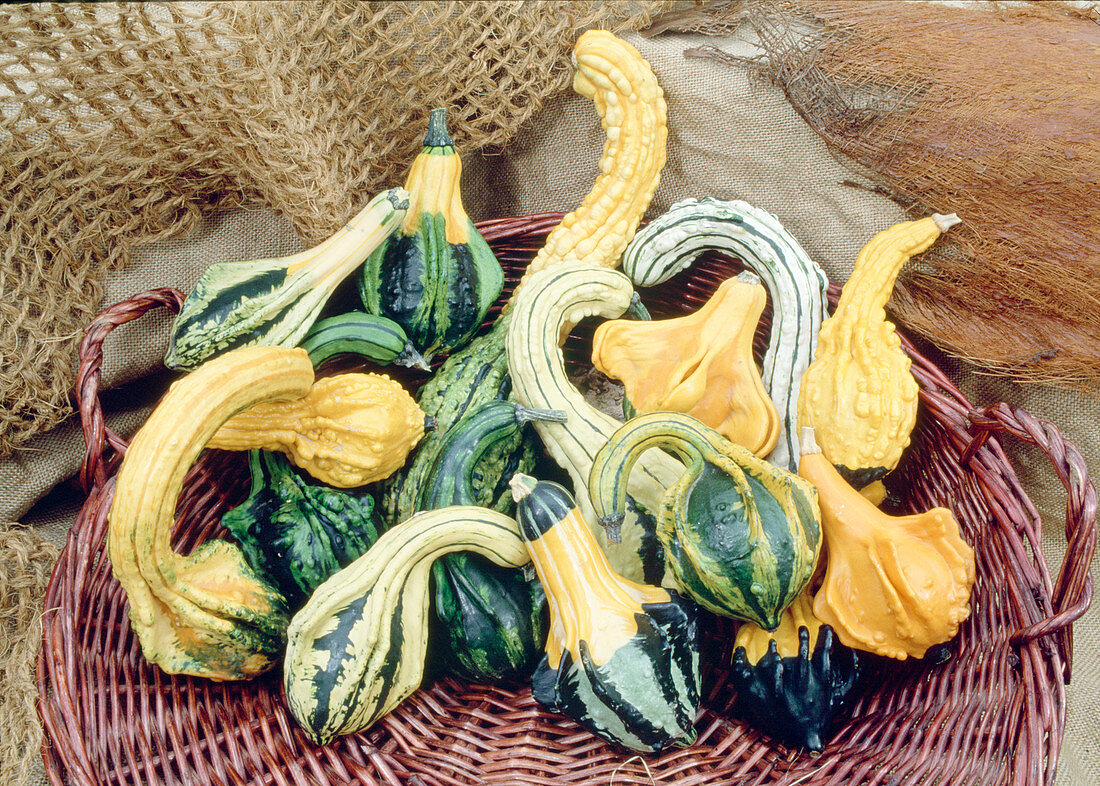 Cucurbita spp 'Indian Mix' (Zierkürbis