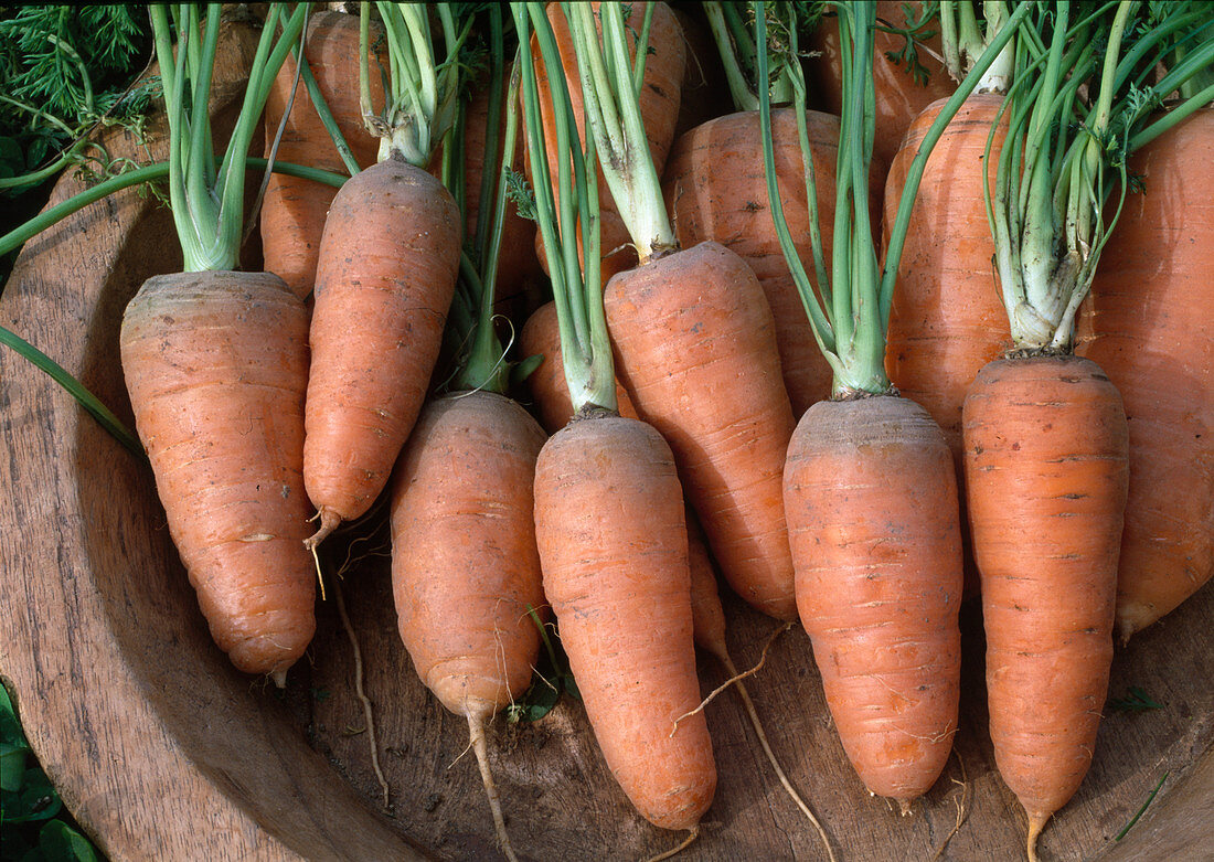 Carrots, Carrots 'Oxhella' (Daucus carota)