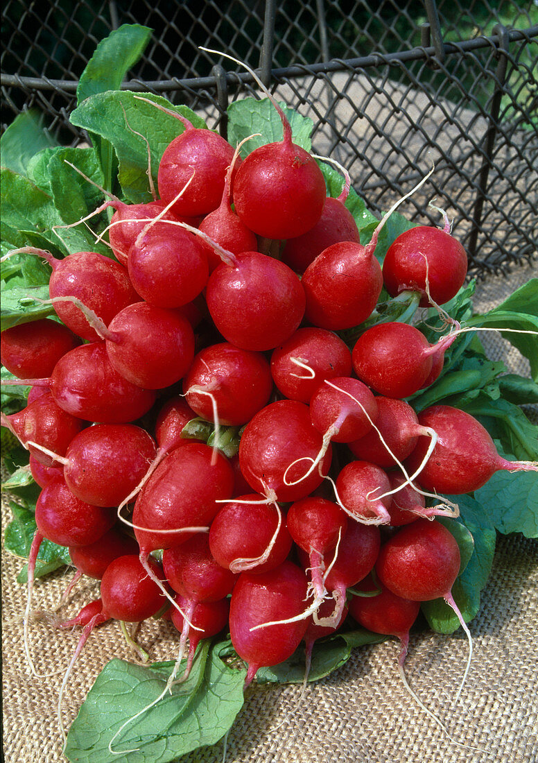 Bunch of freshly washed radishes (Raphanus)