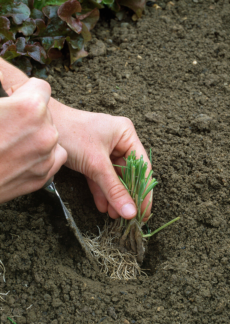 Divide and plant the chives Plant the prepared parts (5/5)