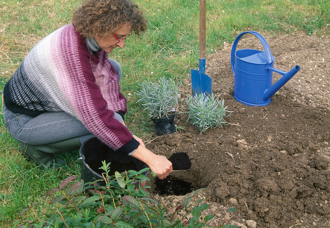 1. Step: Lavendel pflanzen, Humus einfüllen