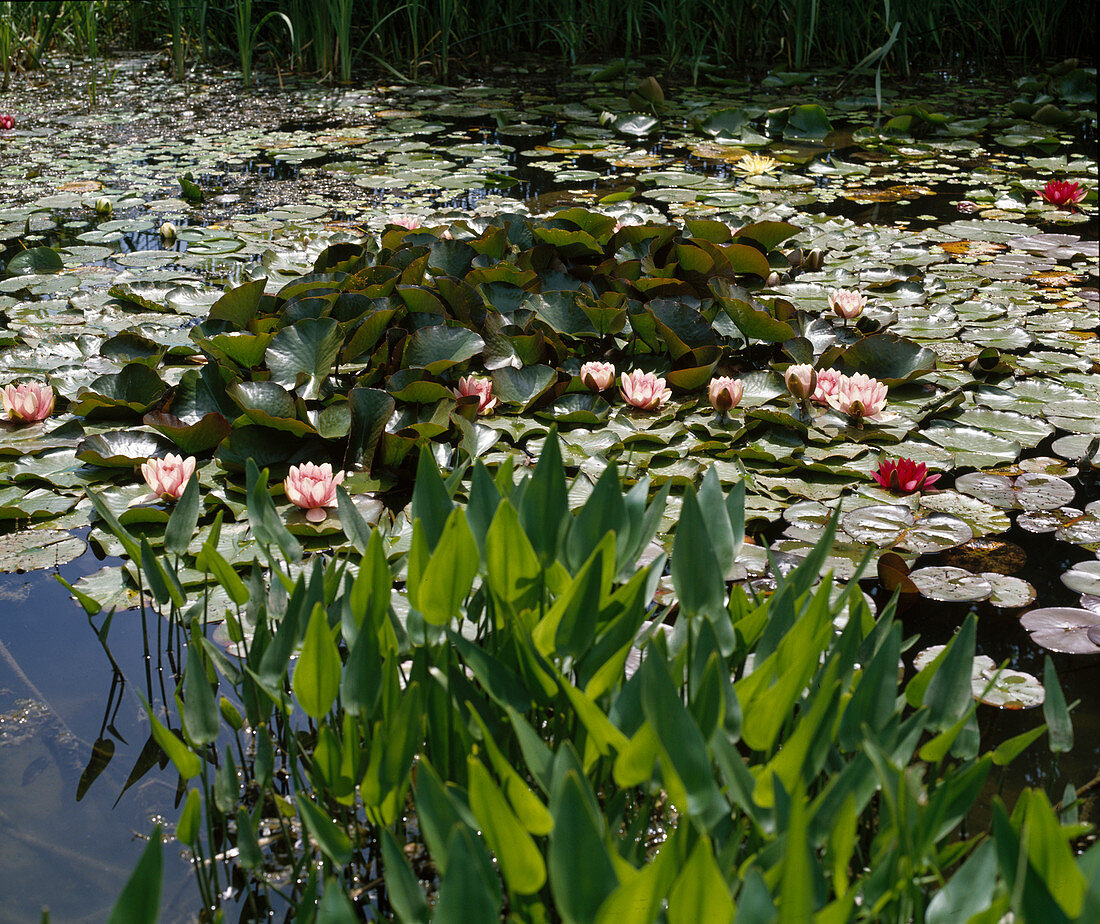 Pond with water lilies