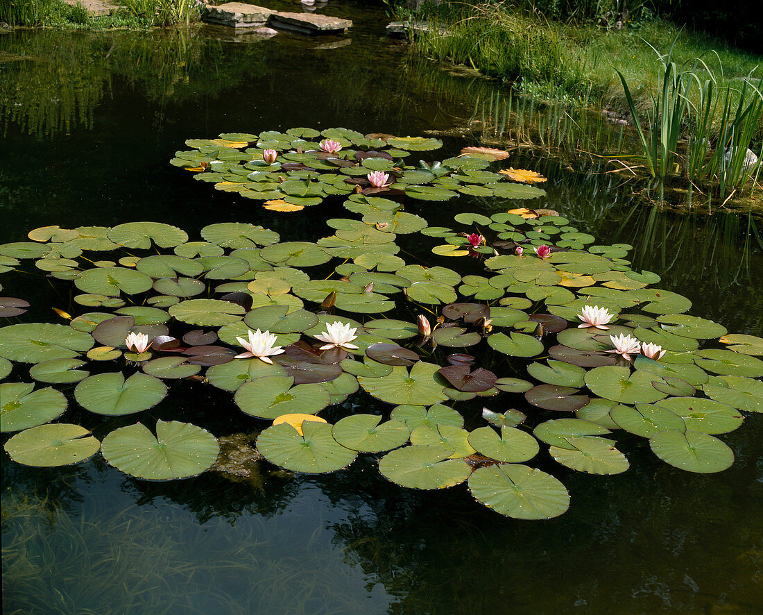 Water lilies in the pond