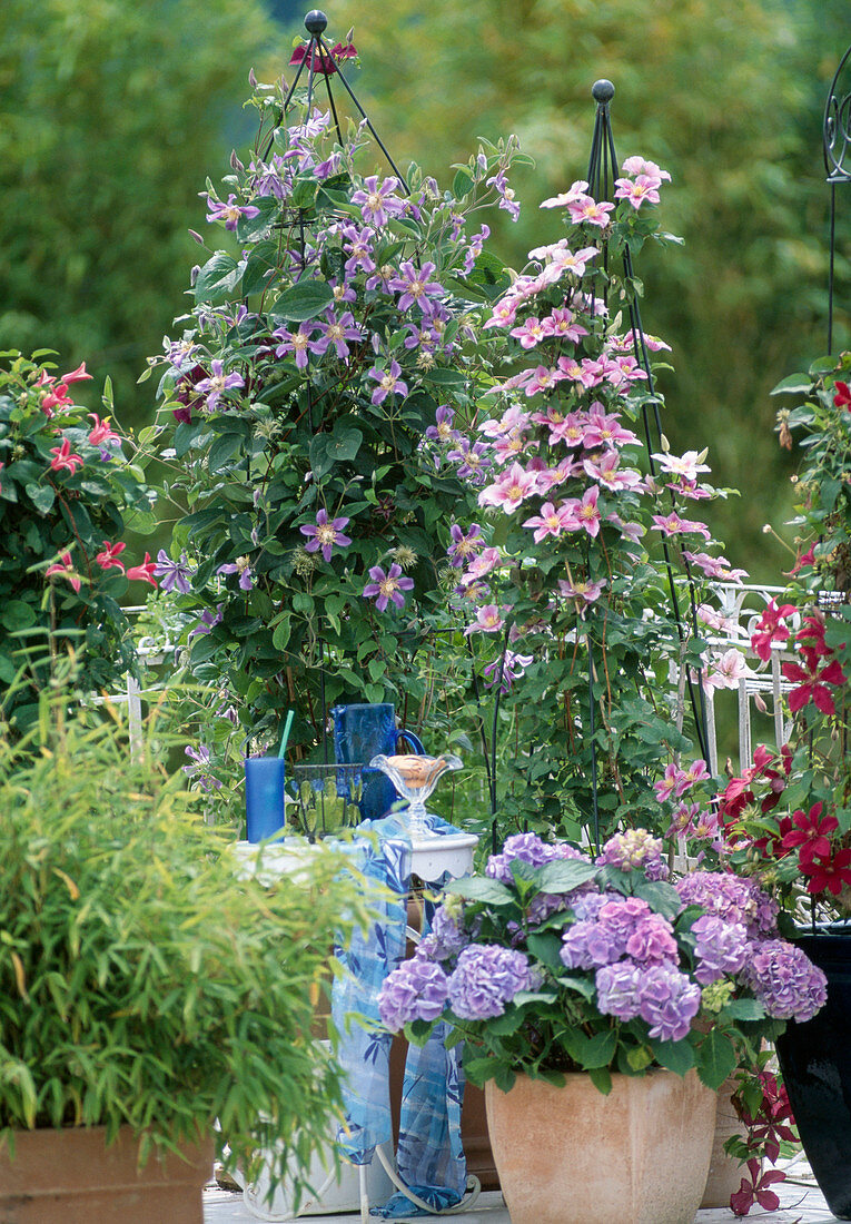 Clematis hyb 'Piilu', 'Juulii' (Italian clematis)