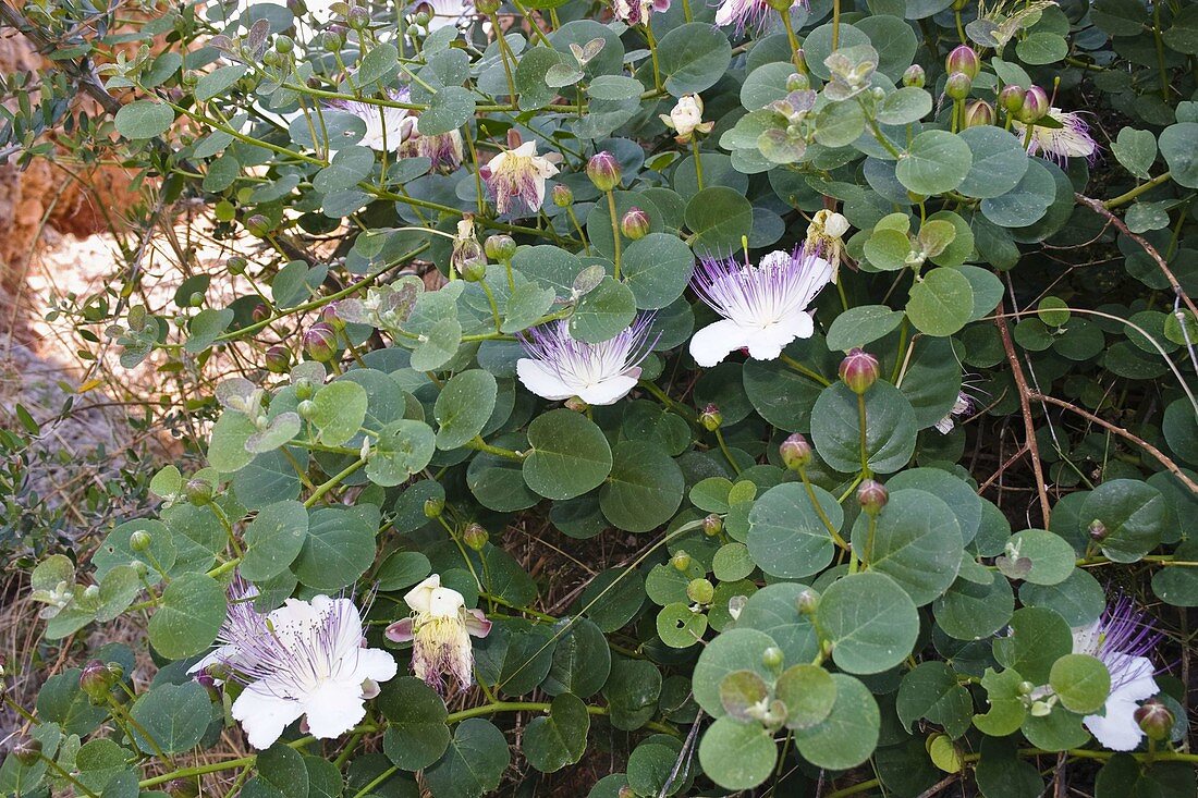 Blühender Kapernstrauch (Capparis spinosa), Peloponnes, Griechenland (Blooming Caper, Capparis spinosa, Peloponnese, Greece)